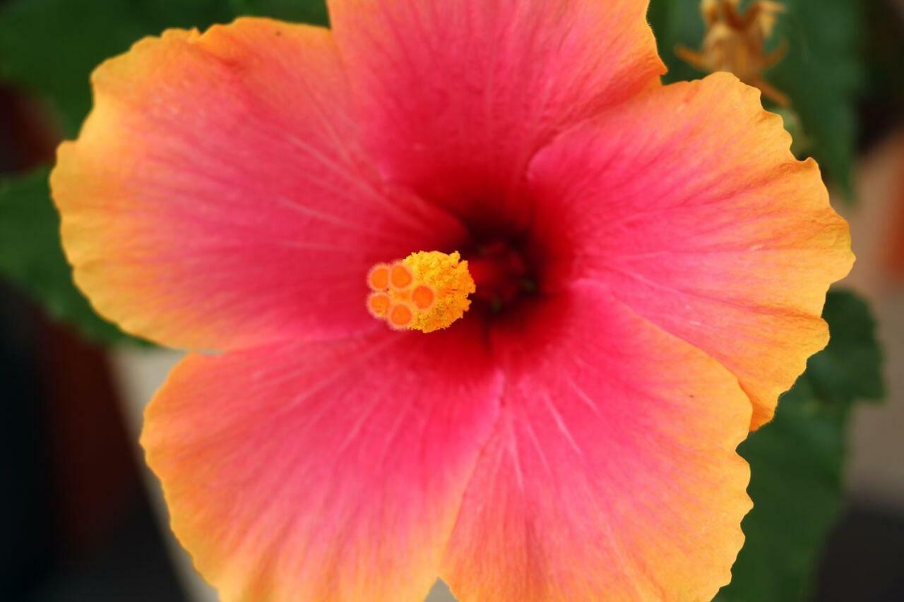 Agriturismo Un Mare Di Fiori 文蒂米利亚 外观 照片